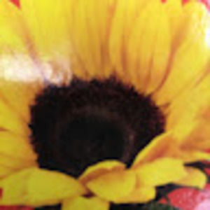 Meet your Posher, Sylvia